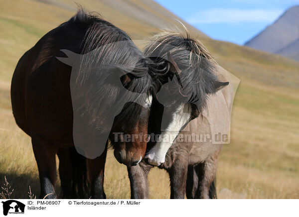 Isl�nder / Icelandic Horses / PM-06907