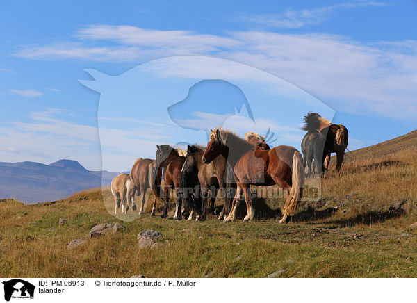 Islnder / Icelandic Horses / PM-06913
