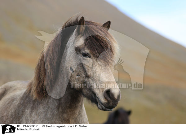 Isl�nder Portrait / Icelandic Horse Portrait / PM-06917