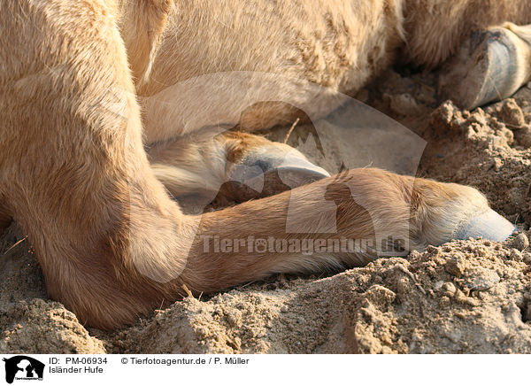 Isl�nder Hufe / Icelandic Horse hoofs / PM-06934