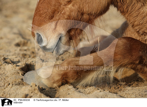 Islnder / Icelandic Horse / PM-06938