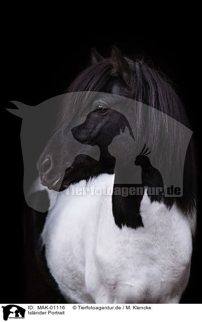 Islnder Portrait / Icelandic horse portrait / MAK-01116