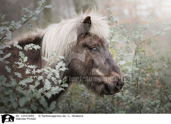 Islnder Portait / Icelandic Horse portrait / LH-01850