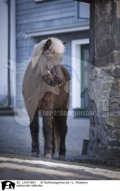 stehender Islnder / standing Icelandic Horse / LH-01881