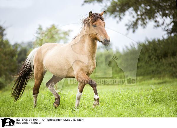 trabender Islnder / trotting Icelandic Horse / SAS-01100