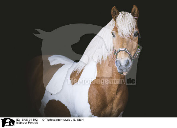Islnder Portrait / SAS-01102