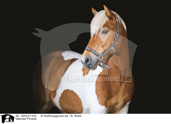 Islnder Portrait / Icelandic Horse portrait / SAS-01104