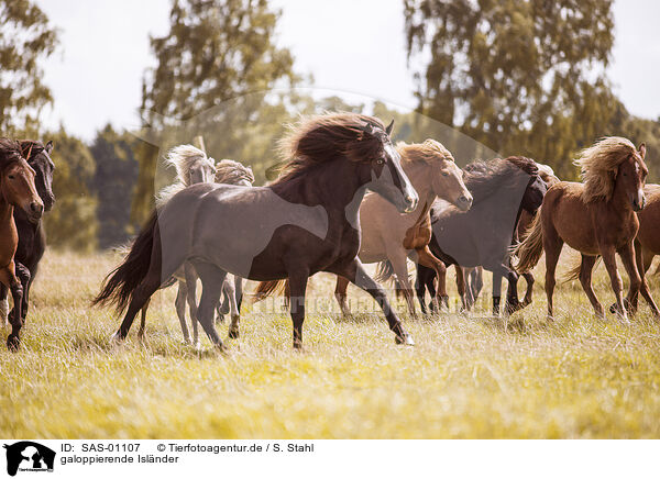 galoppierende Islnder / galloping Icelandic Horses / SAS-01107