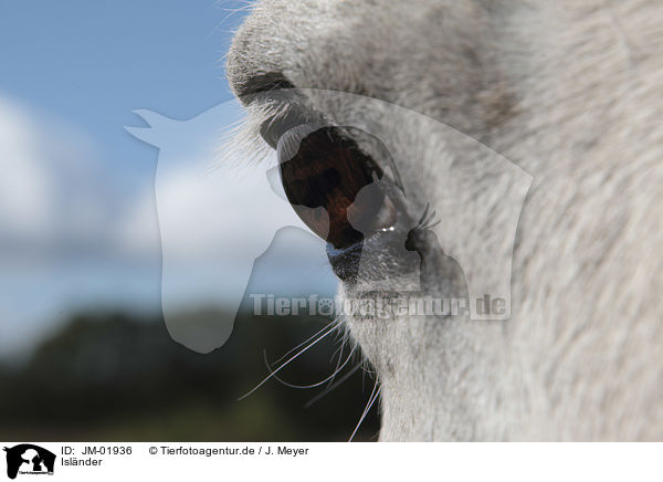 Islnder / Icelandic Horse / JM-01936