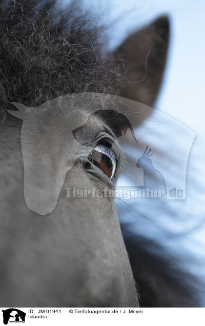 Islnder / Icelandic Horse / JM-01941
