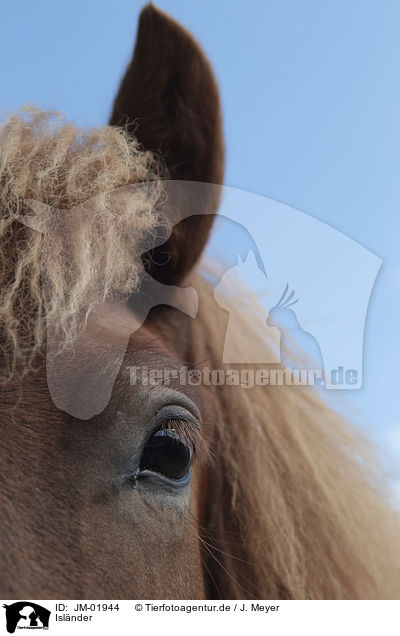 Islnder / Icelandic Horse / JM-01944