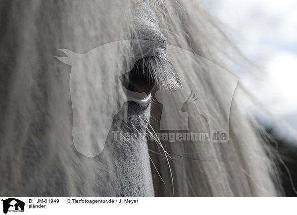 Islnder / Icelandic Horse / JM-01949
