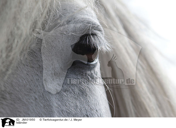 Islnder / Icelandic Horse / JM-01950