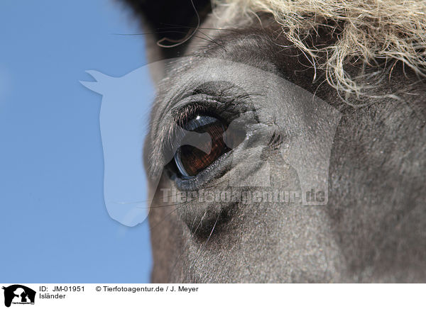 Islnder / Icelandic Horse / JM-01951