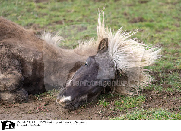 liegender Isl�nder / lying Icelandic Horse / IG-01183