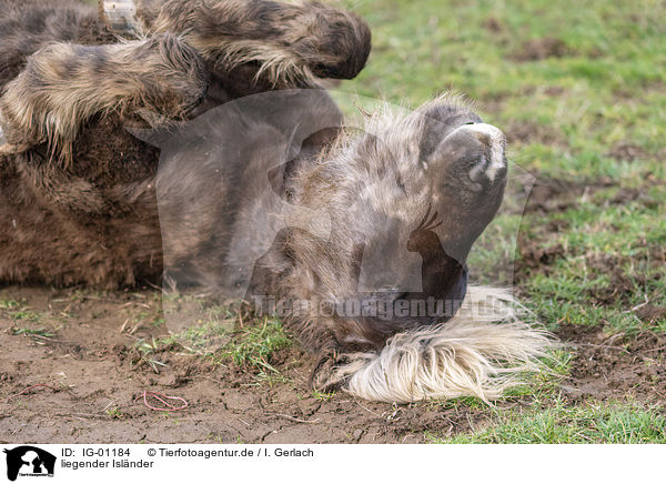 liegender Islnder / lying Icelandic Horse / IG-01184