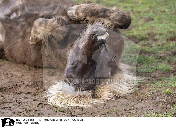 liegender Islnder / lying Icelandic Horse / IG-01188