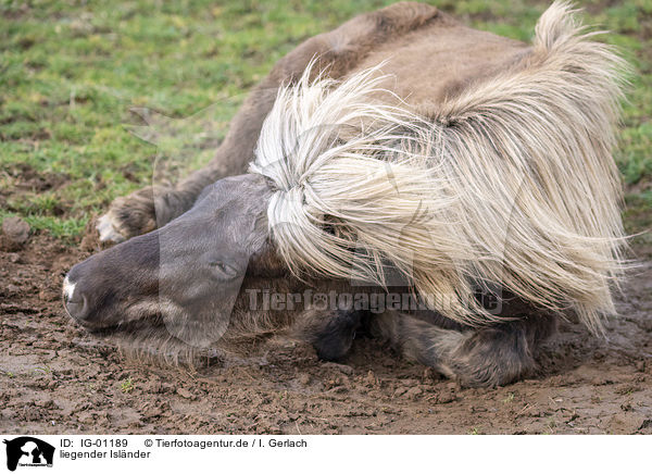 liegender Islnder / lying Icelandic Horse / IG-01189