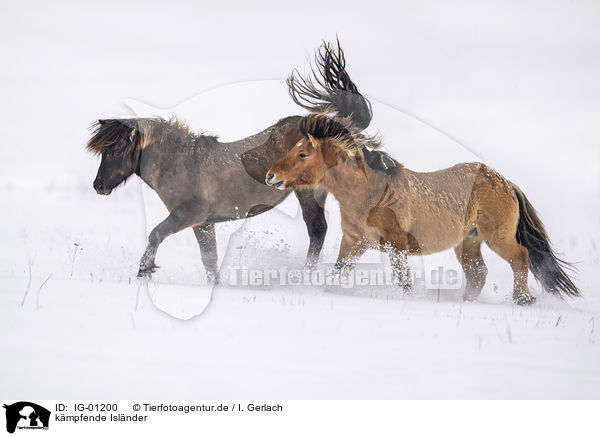 k�mpfende Isl�nder / fighting Icelandic Horses / IG-01200
