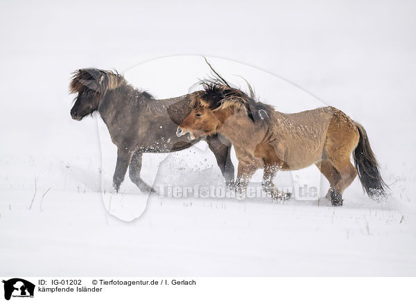 k�mpfende Isl�nder / fighting Icelandic Horses / IG-01202