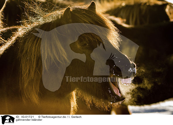ghnender Islnder / yawning Icelandic Horse / IG-01721