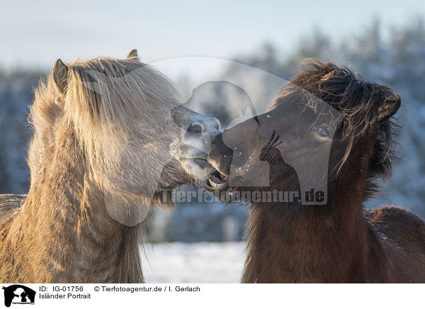 Islnder Portrait / IG-01756