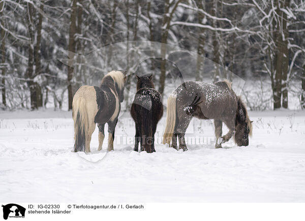 stehende Islnder / standing Icelandic Horses / IG-02330