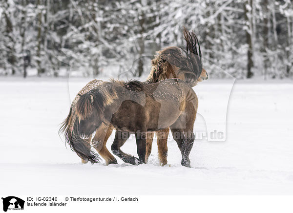 laufende Islnder / IG-02340