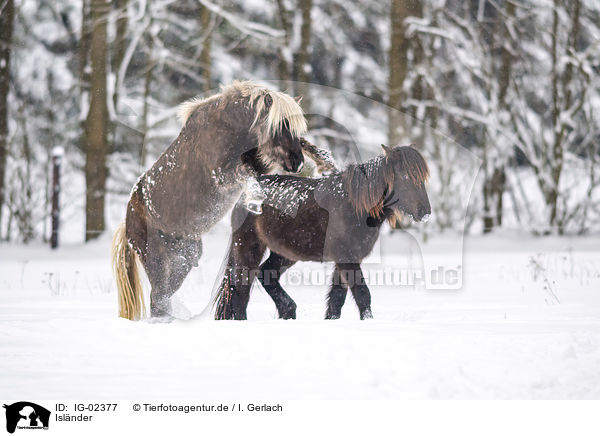 Islnder / Icelandic Horses / IG-02377