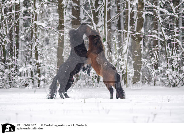 spielende Islnder / playing Icelandic Horses / IG-02387