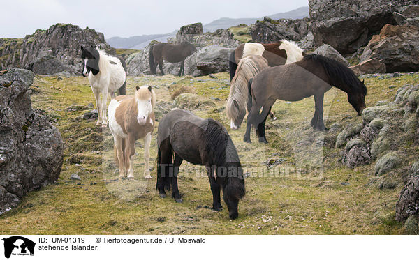stehende Islnder / standing Icelandic Horses / UM-01319