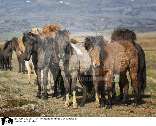 stehende Islnder / standing Icelandic Horse / UM-01395