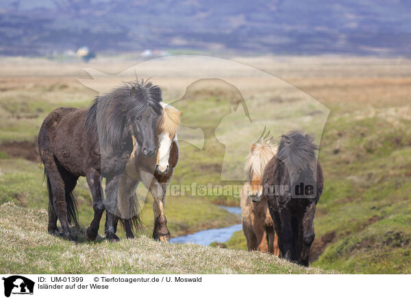 Islnder auf der Wiese / Icelandic Horses on the meadow / UM-01399