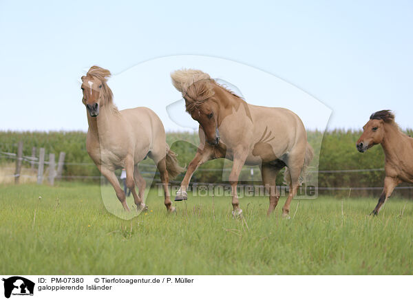 galoppierende Islnder / galloping Icelandic Horses / PM-07380