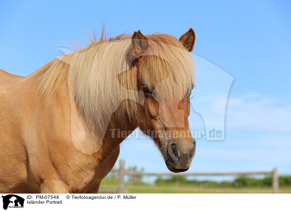 Isl�nder Portrait / Icelandic horse portrait / PM-07548