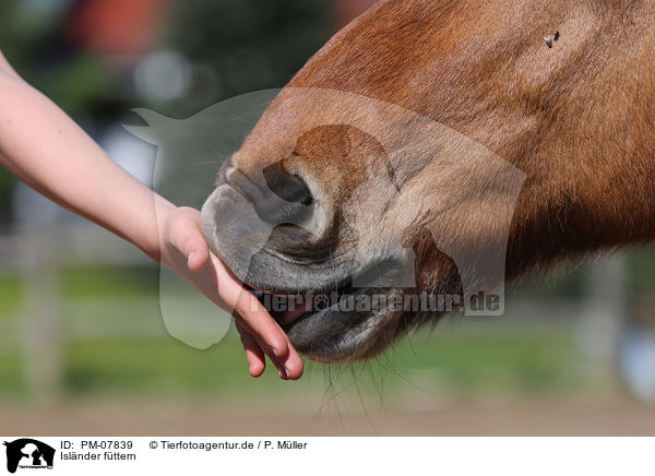 Islnder fttern / feeding an Icelandic horse / PM-07839