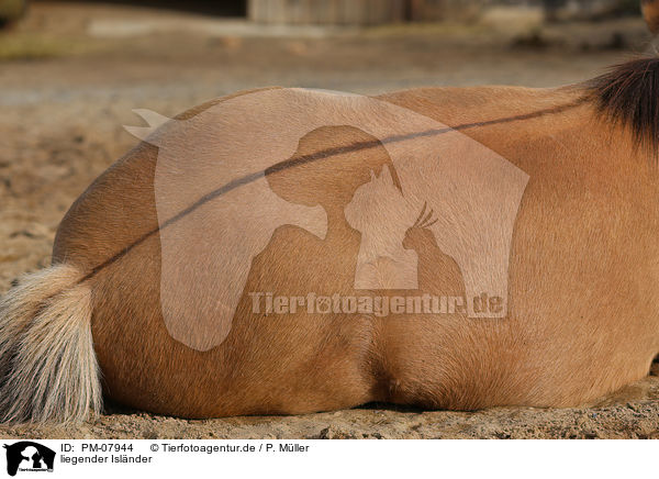 liegender Islnder / lying Icelandic horse / PM-07944