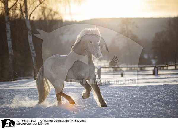 galoppierender Islnder / galloping Icelandic horse / PK-01253