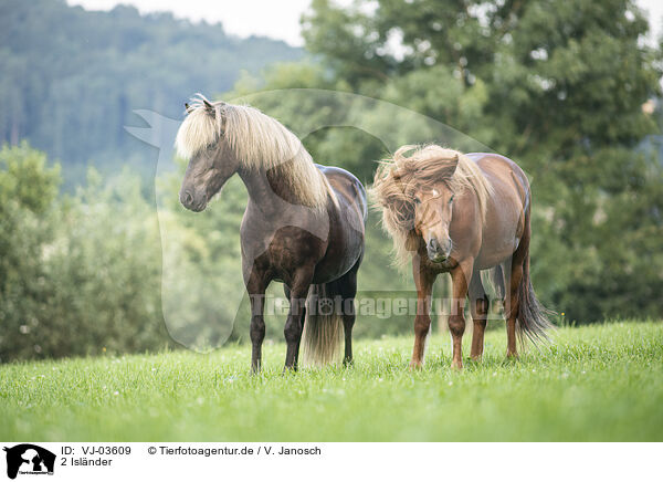2 Islnder / 2 Icelandic horses / VJ-03609