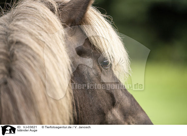 Islnder Auge / Icelandic horse eye / VJ-03621
