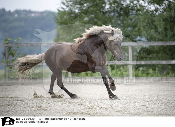 galoppierender Islnder / galloping Icelandic horse / VJ-03630