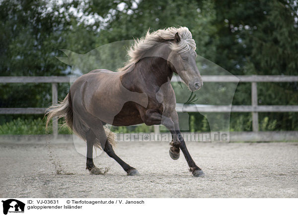 galoppierender Islnder / galloping Icelandic horse / VJ-03631