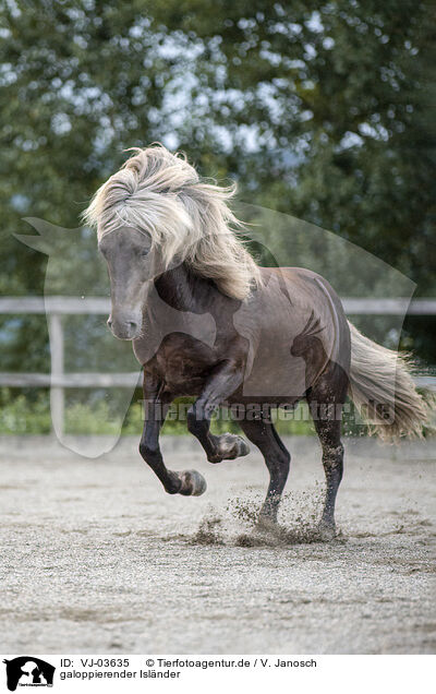 galoppierender Islnder / galloping Icelandic horse / VJ-03635