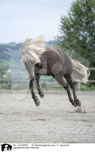 galoppierender Islnder / galloping Icelandic horse / VJ-03637