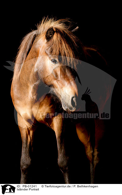 Islnder Portrait / Icelandic horse portrait / PB-01241