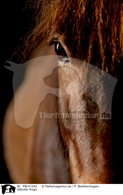Islnder Auge / Icelandic horse eye / PB-01242