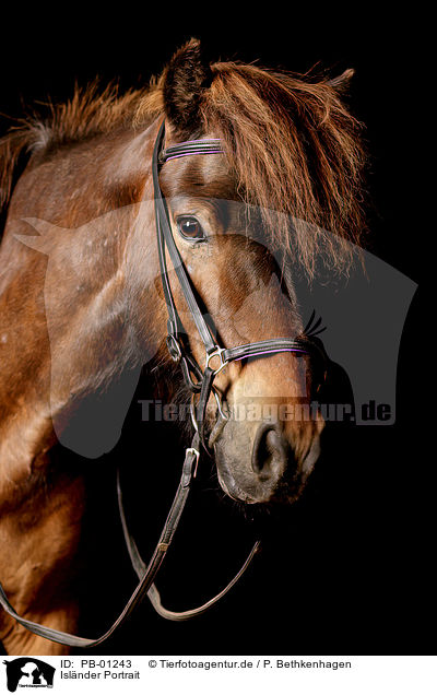 Islnder Portrait / Icelandic horse portrait / PB-01243