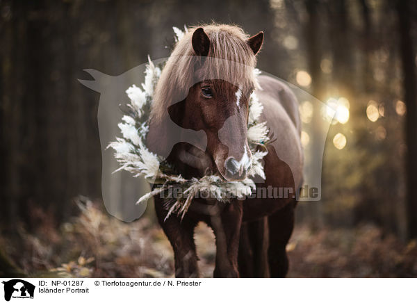Islnder Portrait / Icelandic horse portrait / NP-01287