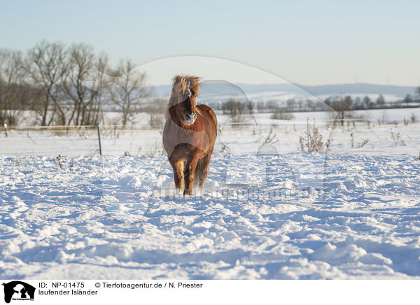 laufender Islnder / walking Icelandic horse / NP-01475