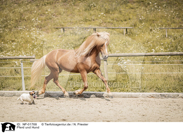 Pferd und Hund / NP-01768